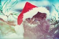 Little kitten wearing Santa Claus hat Royalty Free Stock Photo