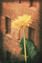 Vintage Postcard, Orange Gerbera Daisy Flower Over Brick Wall, Soft Light On Old Paper Texture Style.