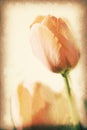 Vintage postcard, orange tulip in garden, soft light on old paper texture style. Royalty Free Stock Photo