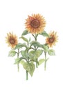 Vintage sunflowers watercolor hand drawn illustration. Print textile vintage