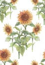 Vintage sunflowers watercolor hand drawn illustration. Print textile vintage