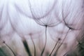 Vintage Purple abstract dandelion flower background