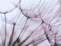 Vintage Purple abstract dandelion flower background Royalty Free Stock Photo