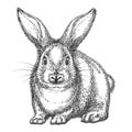 Vintage rabbit sketch