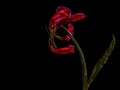 Vintage realistic closeup of red wilted head of tulip flower on black background Royalty Free Stock Photo