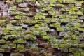 Vintage red brick wall covered with green moss Royalty Free Stock Photo