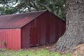 Old red metal shed under massive pine tree