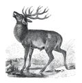 Vintage Red deer Cervus elaphus wild animal. European. hand drawn illustration of wildlife Red deer. retro style.