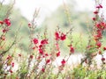 Vintage red flower in the garden for background