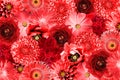 Vintage red flowers collage