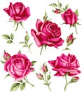 Vintage red rose and bud set. Vector flowers