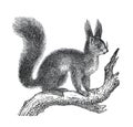 Vintage The red squirrel or Eurasian red squirrel Sciurus vulgaris European. hand drawn illustration of wildlife squirrel retro