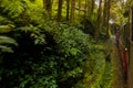 Vintage Red Train passing by forest of Alishan National Forest Area in Chiayi,Taiwan Royalty Free Stock Photo