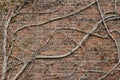 Vintage red brown color brick wall texture with with bare vine branches attached