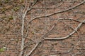 Vintage red brown color brick wall texture with with bare vine branches attached