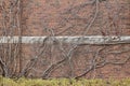 Vintage red brown color brick wall texture with with bare vine branches attached