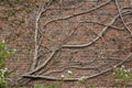 Vintage red brown color brick wall texture with with bare vine branches attached