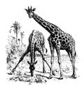 Vintage and retro Giraffe or Giraffa collage / Antique engraved illustration from from La Rousse XX Sciele