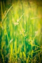Green grass - shallow depth of field Royalty Free Stock Photo