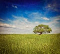 Spring summer green field scenery lanscape with single tree Royalty Free Stock Photo