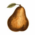 Vintage Retro Pear Illustration In Golden Age Style