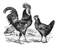 Vintage or retro Rooster and hens. or chicken en cocks collection. / Antique engraved illustration from from La Rousse XX Sciele