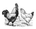 Vintage or retro Rooster and hens. or chicken en cocks collection. / Antique engraved illustration from from La Rousse XX Sciele