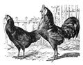 Vintage or retro Rooster and hens. or chicken en cocks collection. / Antique engraved illustration from from La Rousse XX Sciele