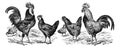 Vintage or retro Rooster and hens. or chicken en cocks collection. / Antique engraved illustration from from La Rousse XX Sciele