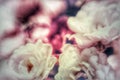 Vintage retro white roses macro photography with filters. Romantic floral composition.