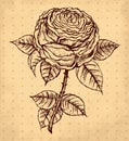 Vintage rose