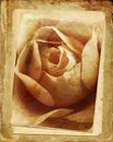 Vintage rose