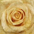 Vintage rose Royalty Free Stock Photo