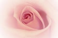 Vintage rose background with white gradient border. Soft focus. Royalty Free Stock Photo