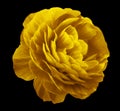 Vintage rose flower yellow. Flower isolated on black background. No shadows with clipping path. Close-up. Royalty Free Stock Photo