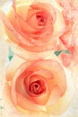 Vintage roses Royalty Free Stock Photo