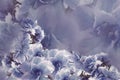 Vintage roses blue-gray-violet flowers. flowers background. floral collage. Flower composition.