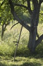 Vintage russian scythe is near the apple-tree