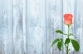 Vintage Rustic Wooden Background with rose flower Royalty Free Stock Photo