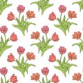 Vintage seamless pattern with pink tulips flowers and leaves on white Royalty Free Stock Photo