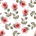 Vintage seamless pattern pink watercolor roses isolated on white background, vector Provence print backdrop Royalty Free Stock Photo