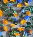 Vintage seasonal autumn background. Autumn yellow and blue flowers and leaves on a wooden background Royalty Free Stock Photo