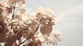 Vintage Sepia-toned Hydrangea Branch Against Blue Sky