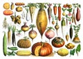 Vintage set of hand drawn raw and organic vegetables, for healthy food and lifestyle / Antique engraved illustration from from La Royalty Free Stock Photo