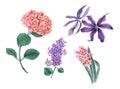 Vintage set of pink Hydrangea, lilac, clematis and hyacinth on a white background Royalty Free Stock Photo