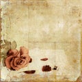 Vintage shabby background with rose