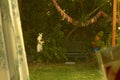 Vintage shot of a yard with a variety of lush trees and abstract stone sculptures