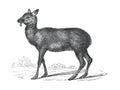 Vintage siberian musksy berian musk deer Moschus moschiferus wild animal. European. hand drawn illustration of wildlife siberian