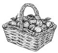 Vintage sketch garden background. Fruit basket. Hand drawn