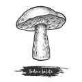 Vintage sketch of iodine bolete or forest mushroom